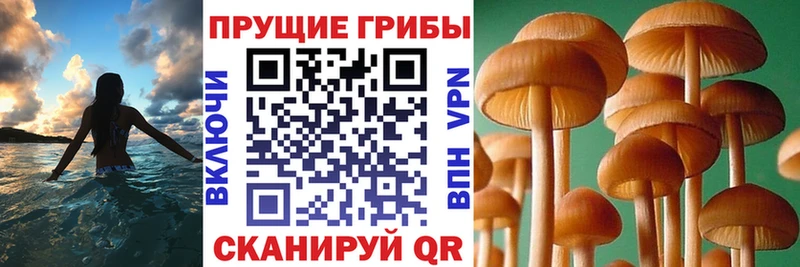 площадка какой сайт  где можно купить   Красково  Галлюциногенные грибы мухоморы 